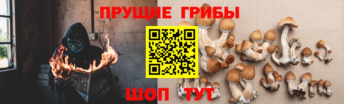 Вологда  Псилоцибиновые грибы Psilocybe  Псилоцибиновые грибы мухоморы  Вход с VPN 